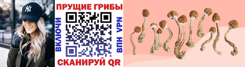 Галлюциногенные грибы Psilocybe  Купить где  Черняховск 